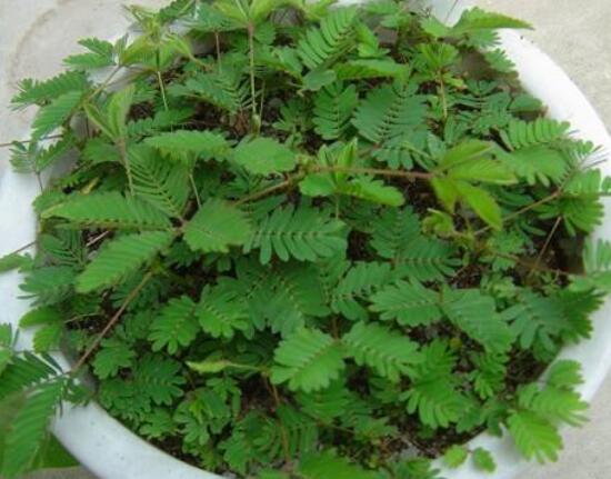含羞草為什麼會閉合,講述最科學的合理解釋(葉枕水分感應)