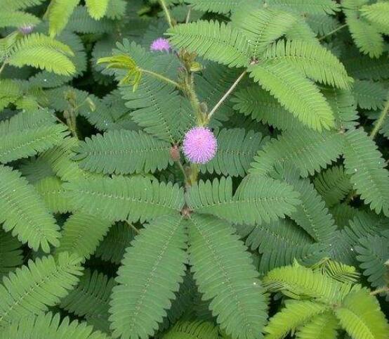 含羞草為什麼會閉合,講述最科學的合理解釋(葉枕水分感應)