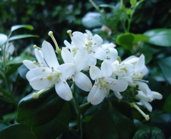 九裏香的花語,代表著愛情的俘虜(美好與神聖)