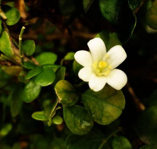 九裏香的花語,代表著愛情的俘虜(美好與神聖)