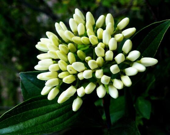 九裏香的花語,代表著愛情的俘虜(美好與神聖)