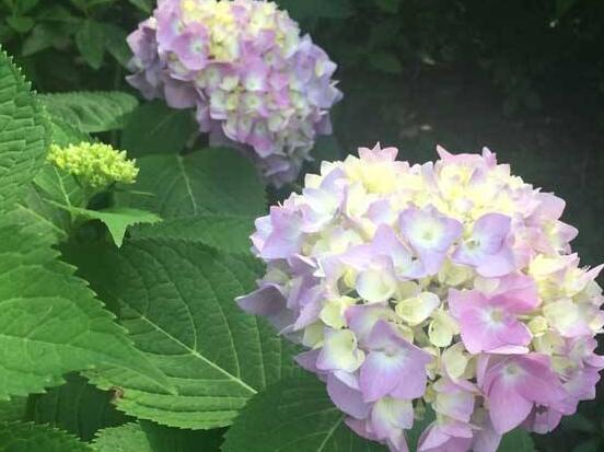 繡球花扡插方法圖解，老農教你三點基本步驟