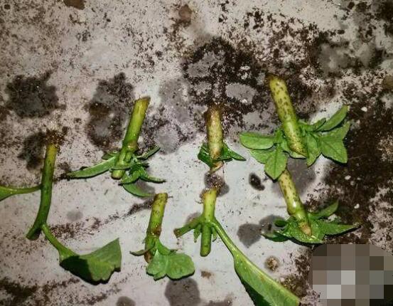 繡球花扡插方法圖解，老農教你三點基本步驟
