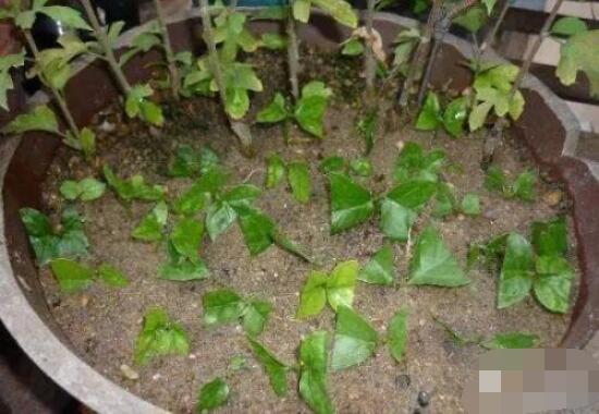 繡球花扡插方法圖解，老農教你三點基本步驟