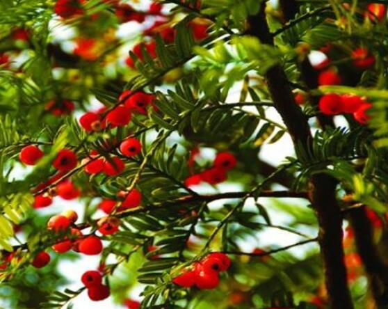 東北紅豆杉與南方紅豆杉有什麼區別,介紹最簡單的三種區別方法