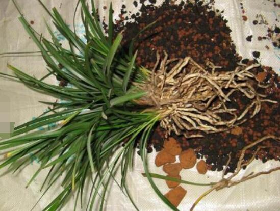 蘭花怎麼分盆栽種,擇合適花盆、保持土壤幹燥(分盆栽種前後)