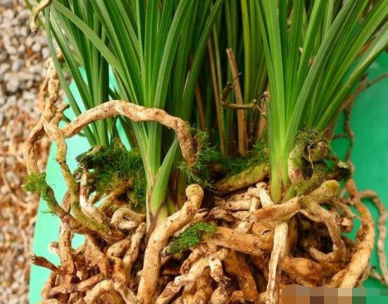 蘭花怎麼分盆栽種,擇合適花盆、保持土壤幹燥(分盆栽種前後)