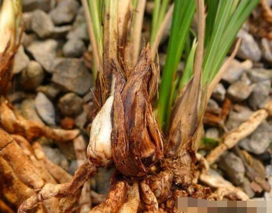蘭花怎麼分盆栽種,擇合適花盆、保持土壤幹燥(分盆栽種前後)