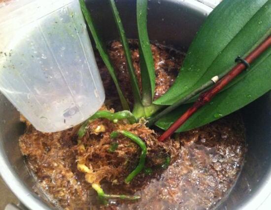蘭花怎麼分盆栽種,擇合適花盆、保持土壤幹燥(分盆栽種前後)