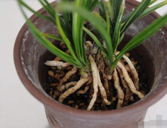 蘭花怎麼分盆栽種,擇合適花盆、保持土壤幹燥(分盆栽種前後)