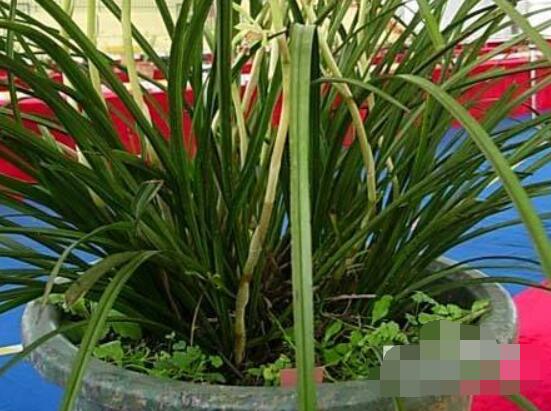 蘭花怎麼分盆栽種,擇合適花盆、保持土壤幹燥(分盆栽種前後)