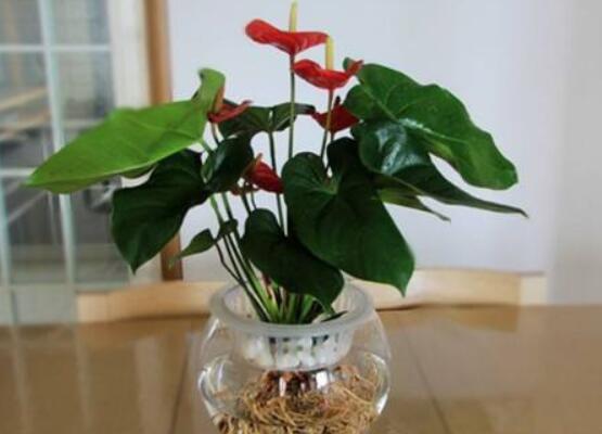 水培紅掌不開花怎麼辦，注意好四點就會水培開花到爆