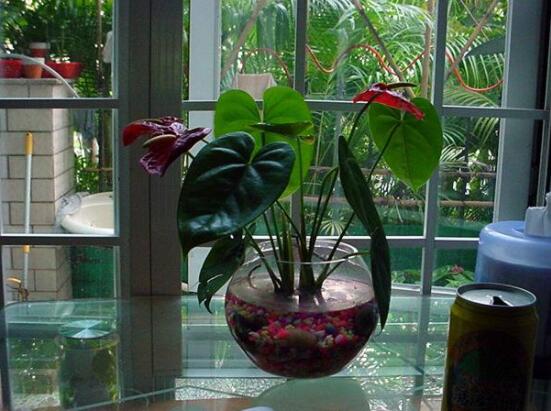 水培紅掌不開花怎麼辦，注意好四點就會水培開花到爆