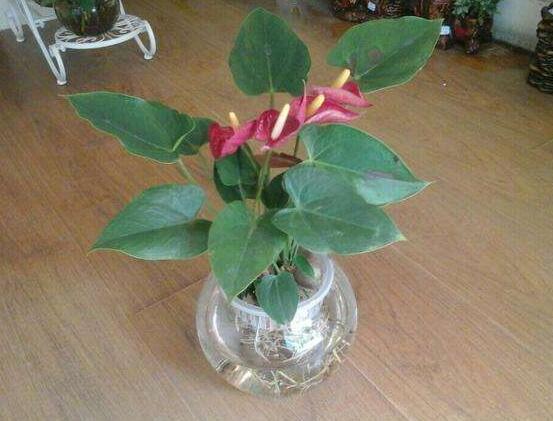 水培紅掌不開花怎麼辦，注意好四點就會水培開花到爆