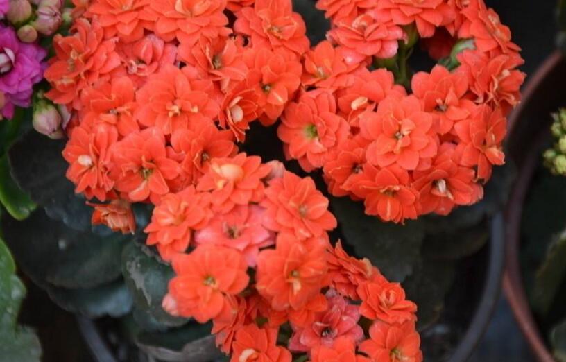 長壽花怎麼施肥,四季施肥的方法都不同