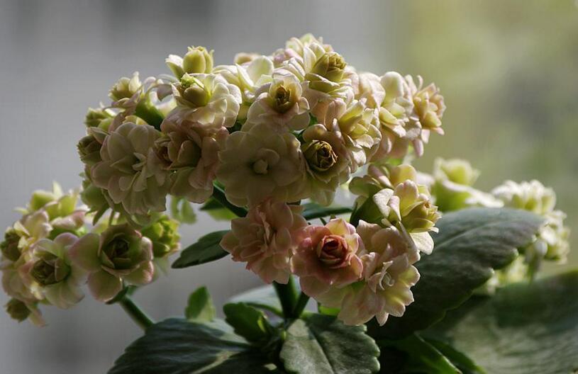 長壽花怎麼施肥,四季施肥的方法都不同
