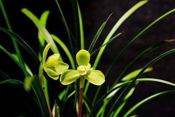 怎麼給蘭花施肥,詳解不同生長階段如何施肥
