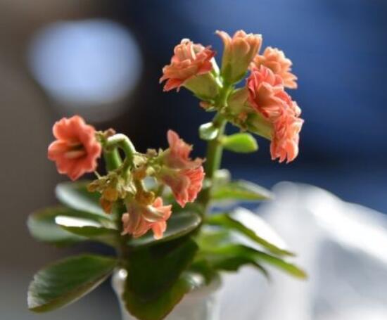 長壽花長太高怎麼辦,教你三種有效解決措施(摘心/打頂/打杈)