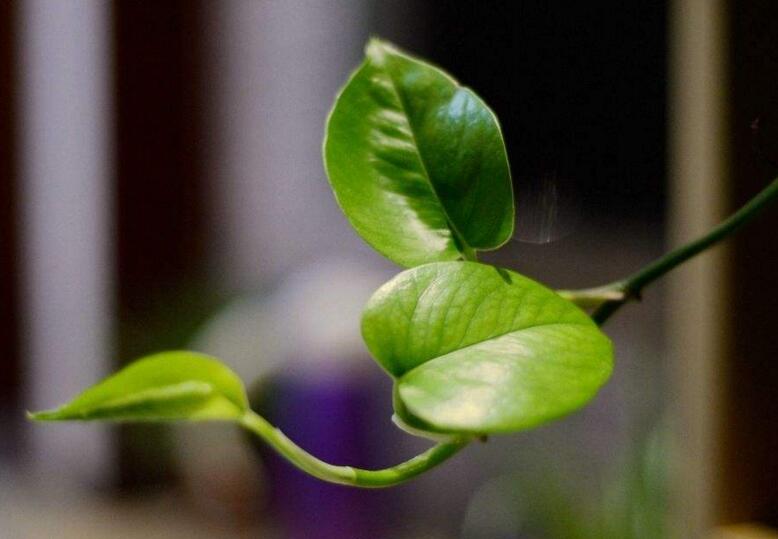 室內養殖綠蘿的作用及好處,裝飾環境又淨化空氣