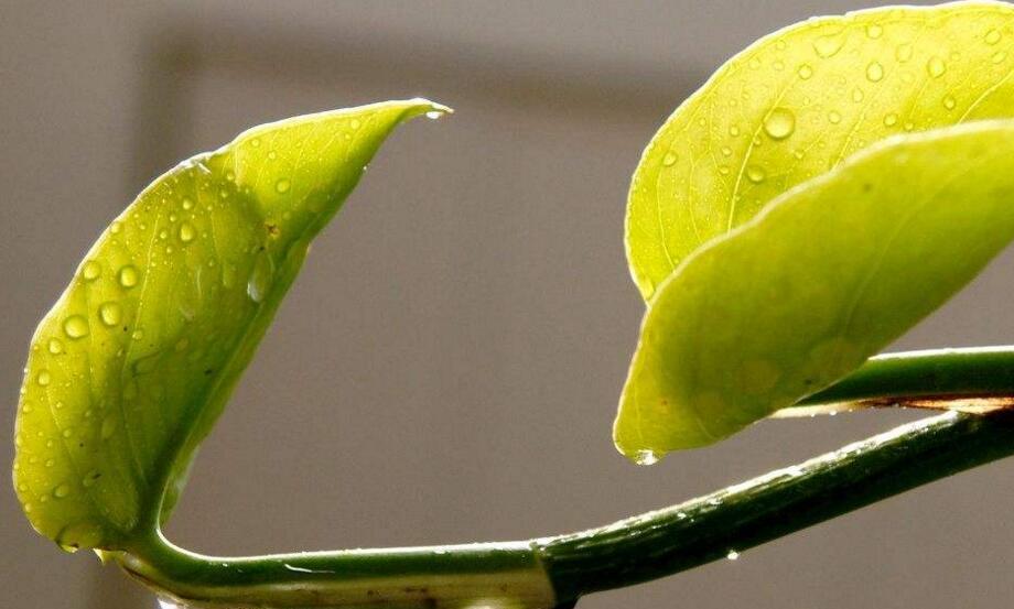 室內養殖綠蘿的作用及好處,裝飾環境又淨化空氣
