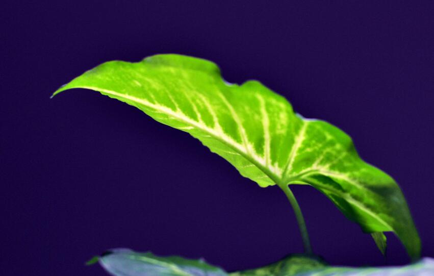 室內養殖綠蘿的作用及好處,裝飾環境又淨化空氣