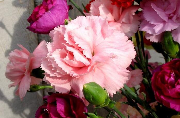 怎麼延長康乃馨的花期，需要從養殖中的四個方麵入手