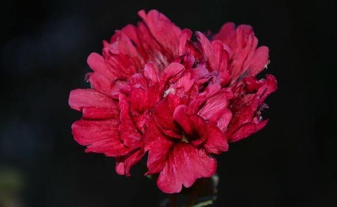 怎麼延長康乃馨的花期，需要從養殖中的四個方麵入手