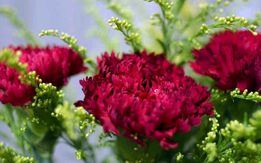怎麼延長康乃馨的花期，需要從養殖中的四個方麵入手