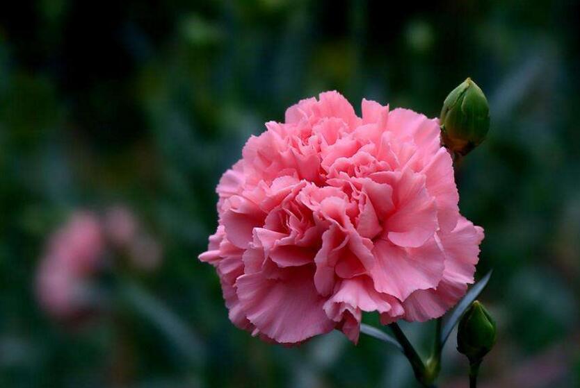 怎麼延長康乃馨的花期，需要從養殖中的四個方麵入手