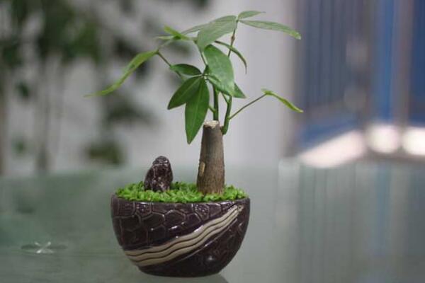 發財樹枯死怎麼辦,發財樹枯萎的原因以及解決方法