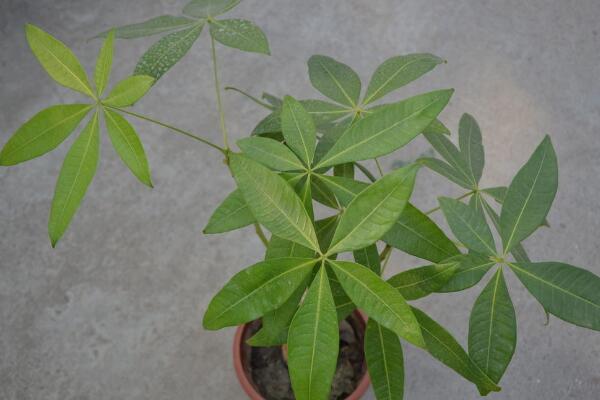發財樹枯死怎麼辦,發財樹枯萎的原因以及解決方法