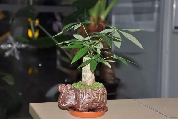 發財樹枯死怎麼辦,發財樹枯萎的原因以及解決方法