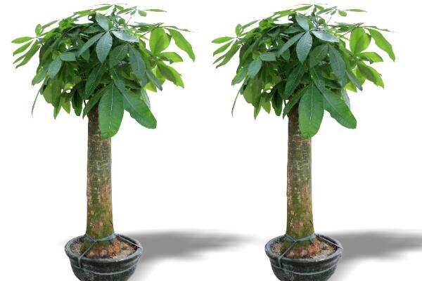 發財樹枯死怎麼辦,發財樹枯萎的原因以及解決方法