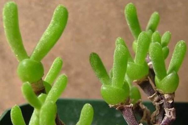 碧光環花語是什麼，碧光環—可愛的精靈