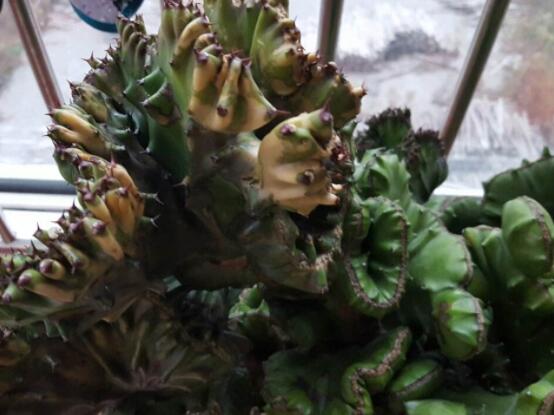 仙人掌變黃的原因是什麼,四種原因以及解決方法