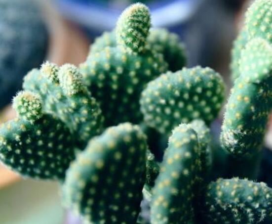 仙人掌變黃的原因是什麼,四種原因以及解決方法