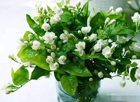 茉莉花的養殖方法和注意事項，老農總結最實用八大養殖方法