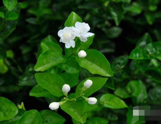 茉莉花的養殖方法和注意事項，老農總結最實用八大養殖方法