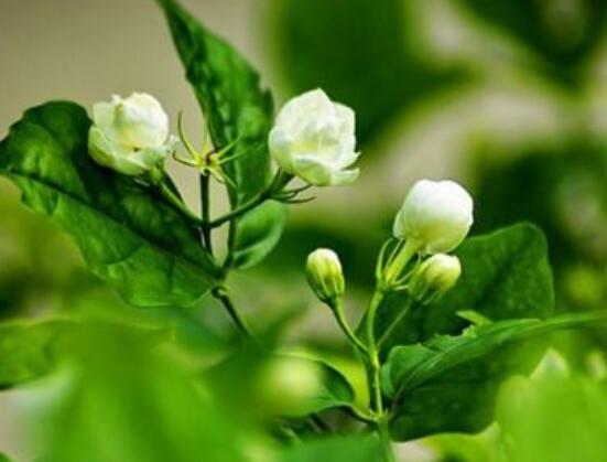 茉莉花的養殖方法和注意事項，老農總結最實用八大養殖方法