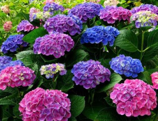 繡球花插花養護,教你四點有效養護措施(水養爆盆)