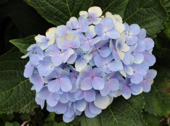 繡球花插花養護,教你四點有效養護措施(水養爆盆)