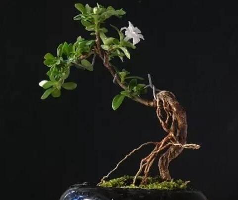 六月雪樹葉發黑怎麼辦，找清原因及時救治（三種原因及解決方法）