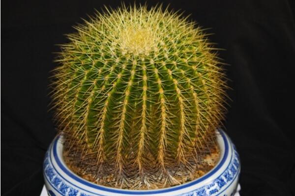 金虎仙人球變黃怎麼辦,多半是澆水、溫度、光照三個方麵沒做好
