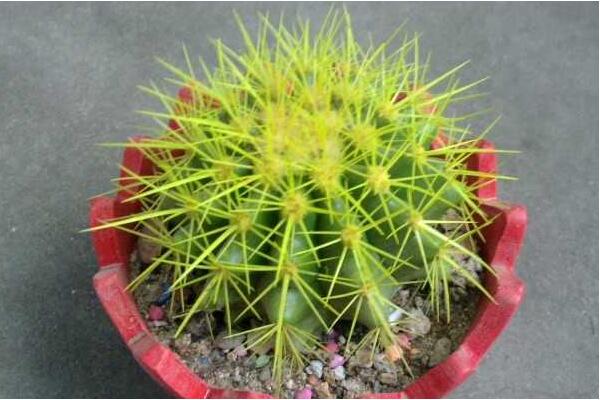 金虎仙人球變黃怎麼辦,多半是澆水、溫度、光照三個方麵沒做好