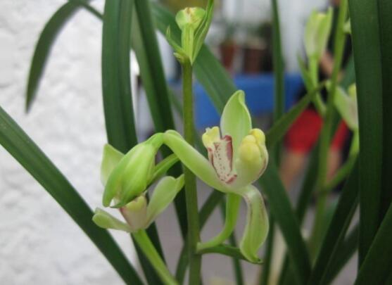蘭花花語是什麼，代表著一種美好、高潔、賢德