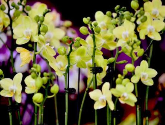 蘭花花語是什麼，代表著一種美好、高潔、賢德