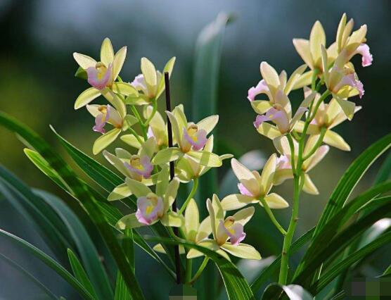 蘭花花語是什麼，代表著一種美好、高潔、賢德