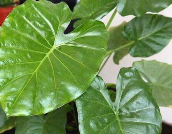 滴水觀音開花後怎麼辦,及時修剪/注意溫度光照忌積水