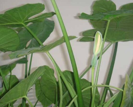 滴水觀音開花後怎麼辦,及時修剪/注意溫度光照忌積水