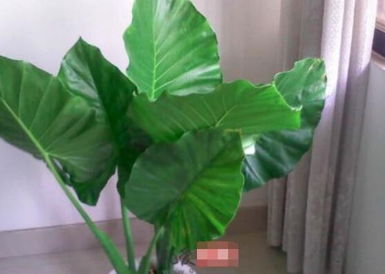 滴水觀音開花後怎麼辦,及時修剪/注意溫度光照忌積水